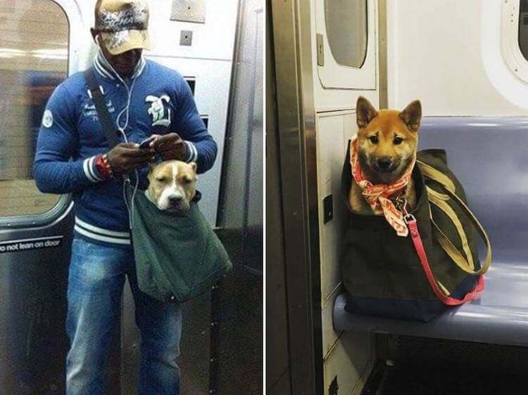 Можно с собакой в автобус. Собаки в метро Нью-Йорка. Собаки в сумках в метро Нью-Йорка. Собака в сумке в метро. Собаки в Московском метро.