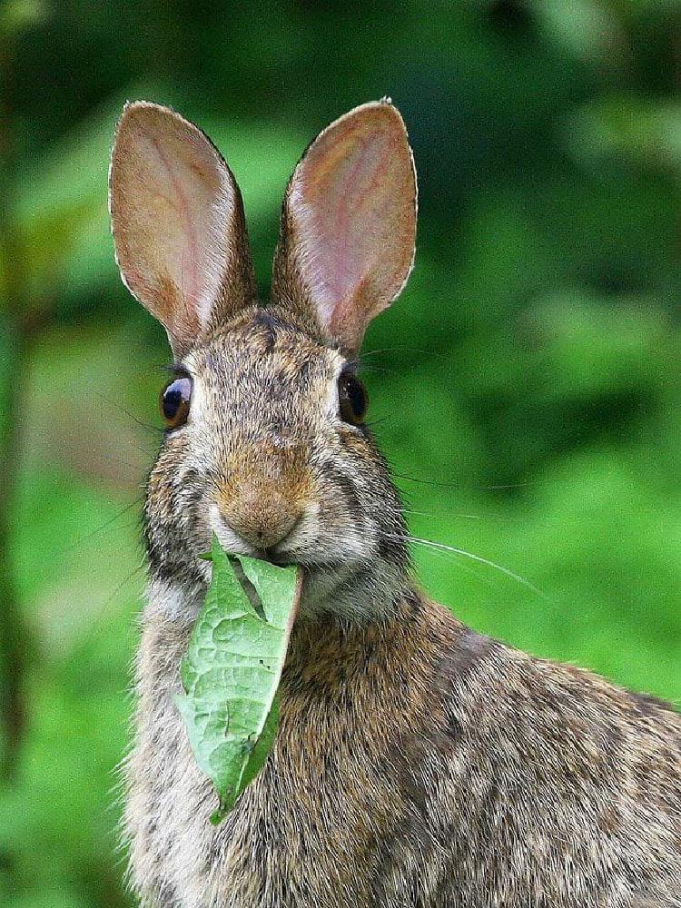 Болотный заяц. Заяц. Кролики. Смешной заяц. Что едят зайцы.