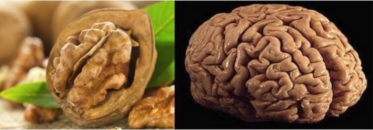 Грецкие орехи похожи на мозги. Грецкий орех похож на мозг. Орех грецкий и головной мозг. Мозг с орешек. Грецкий орех и мозги.