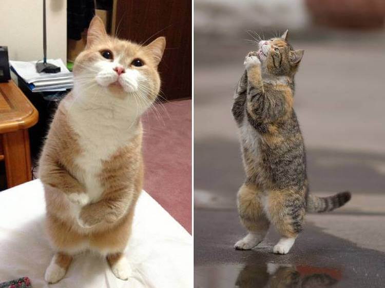 Котики на лапках стоят. Кот на задних лапах. Котик стоит на задних лапах. Коты стоят. Котик на двух лапах.