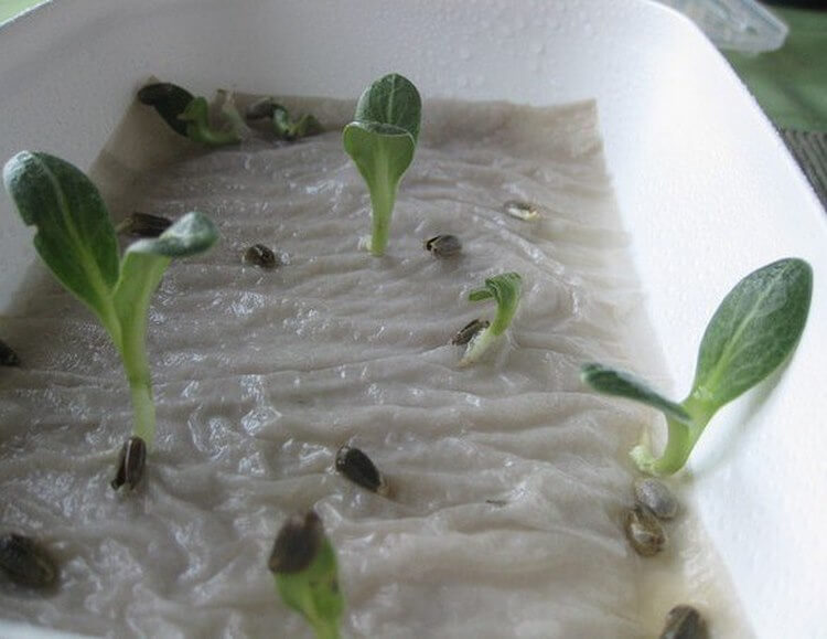 Как прорастить семена огурцов в домашних условиях