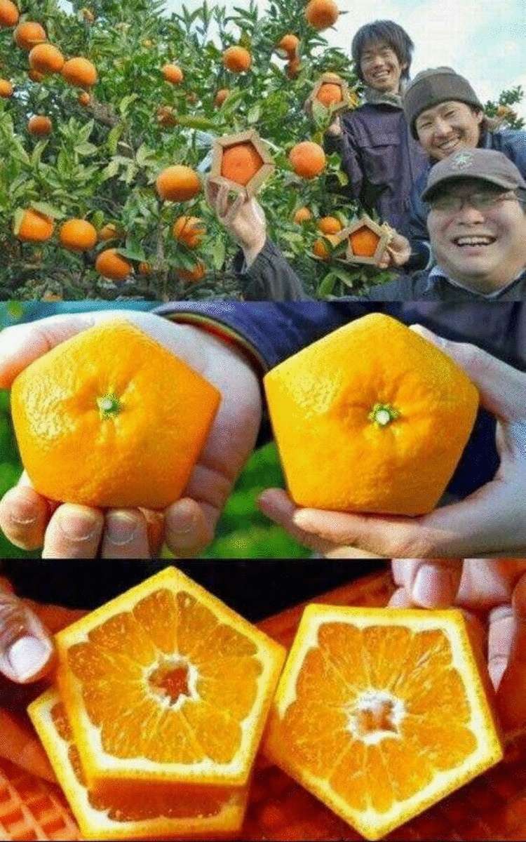 Манда манда мандарин. Мандарины прикол. Апельсин юмор. Реклама мандаринов. Самые маленькие мандарины.