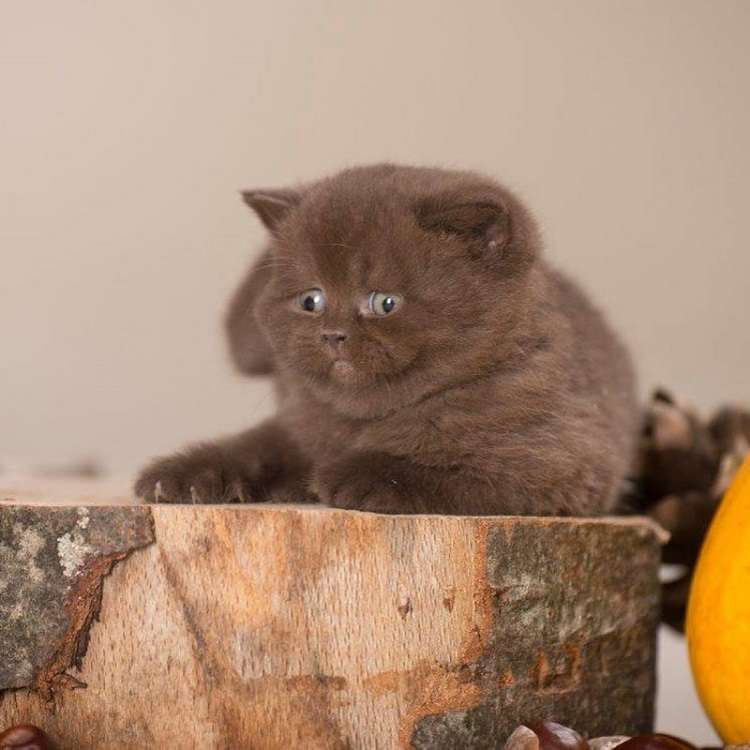 В Германии разводят красивых котов с шоколадной шубкой
