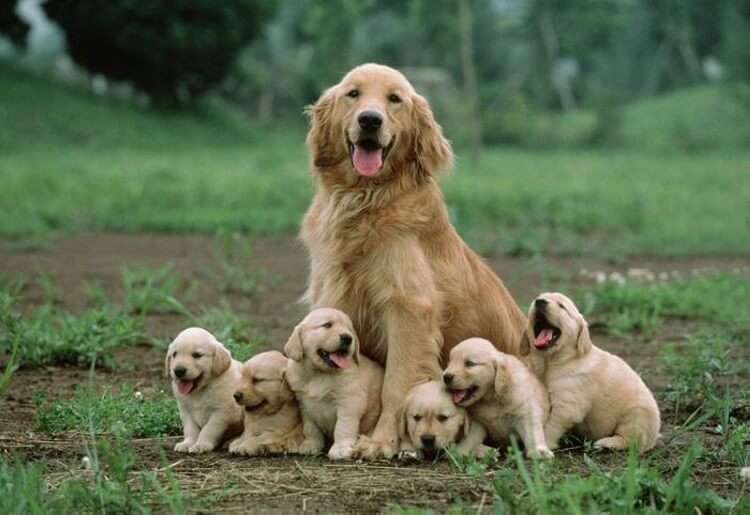 Что такое «семья» для собаки, как она её воспринимает