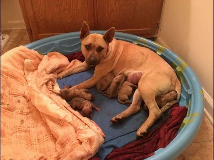 Мужчина помог собаке и этим подарил жизнь шестерым щенкам