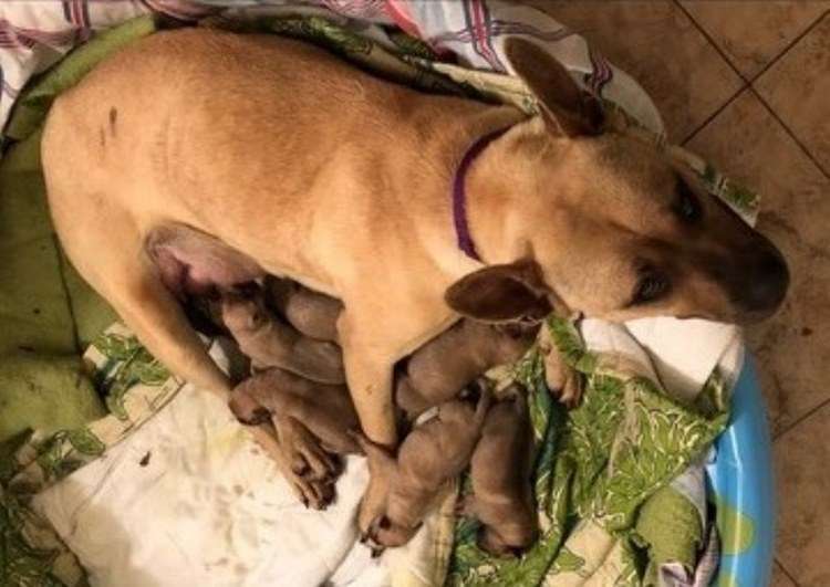 Мужчина помог собаке и этим подарил жизнь шестерым щенкам
